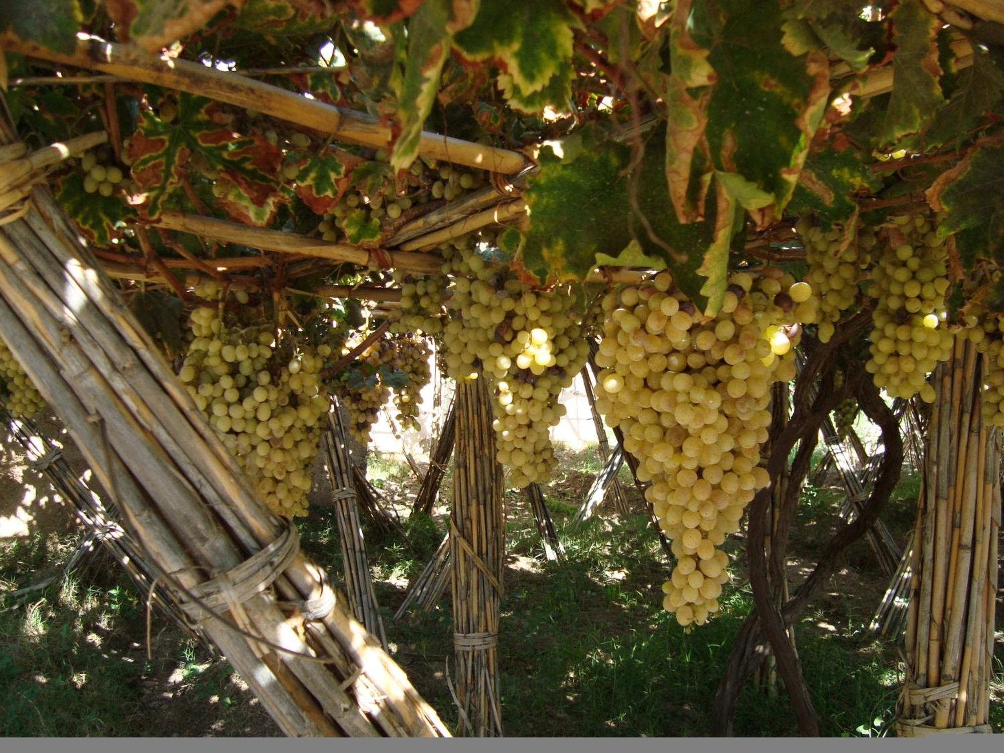 Jnane Tihihit Bed & Breakfast Lalla Takerkoust Exterior photo